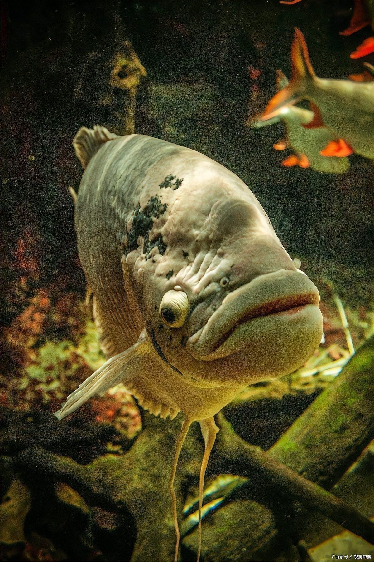 恐龍王魚混養2024年能回來嗎【恐龍王魚混養需綜合考慮品種特性、活動區域及水質管理等因素】 恐龍王魚混養2024年能回來嗎【恐龍王魚混養需綜合考慮品種特性、活動區域及水質管理等因素】 龍魚百科 第6張