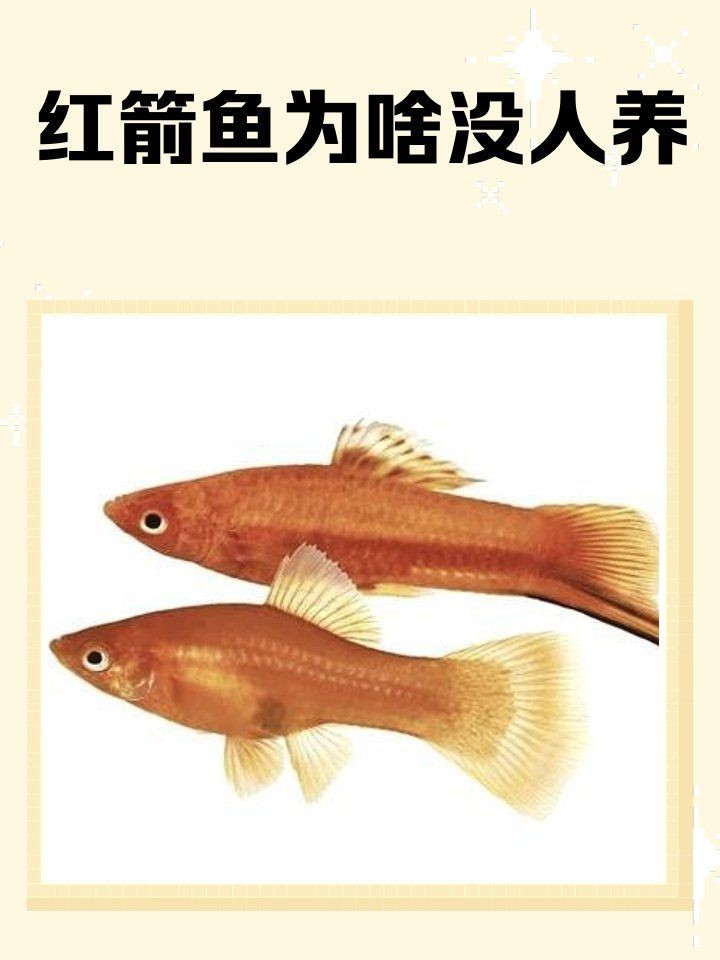 紅箭魚為啥沒人養|關于紅箭魚的一些小知識