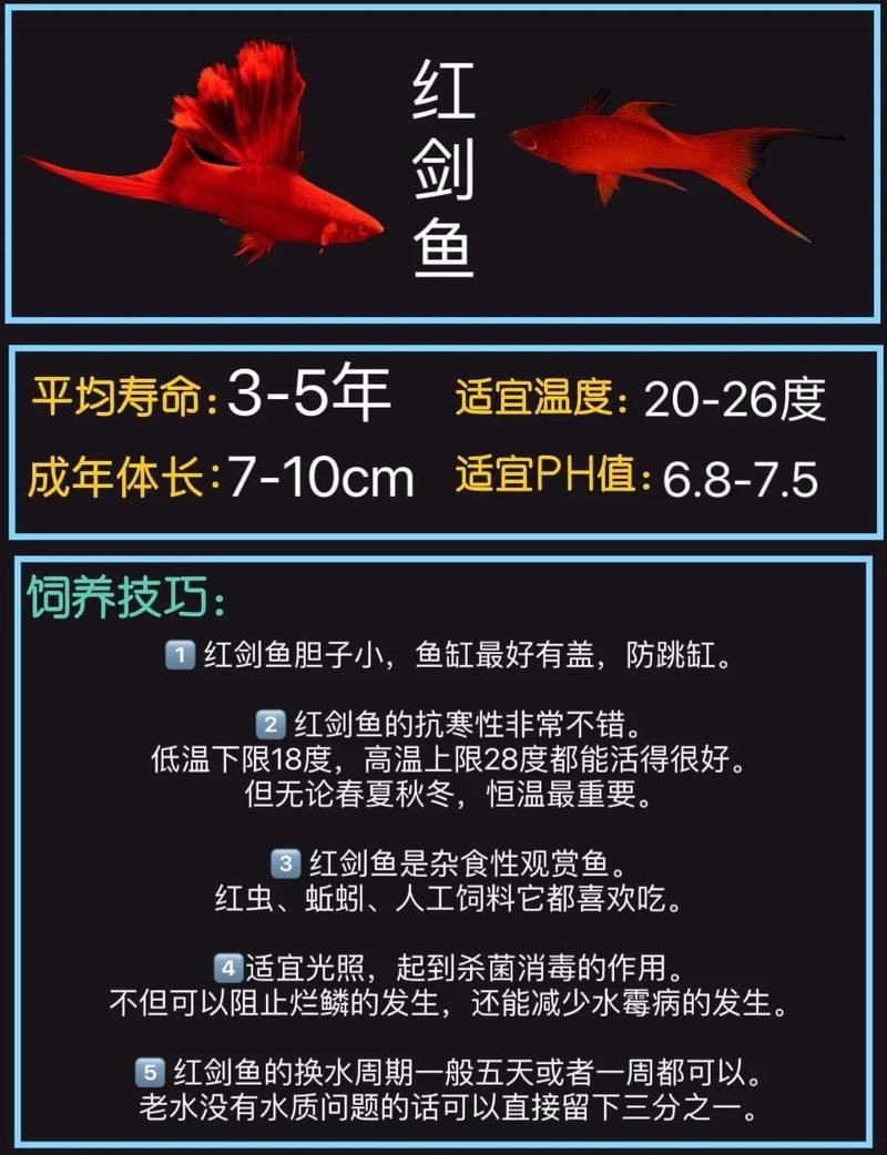 紅箭魚為啥沒人養|關于紅箭魚的一些小知識