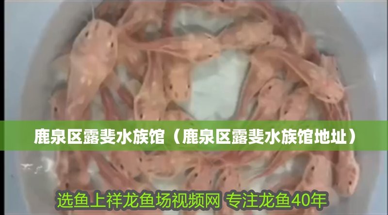 龍魚弓背能自愈嗎？（龍魚弓背是否能自愈，如何判斷龍魚弓背是否能自愈）