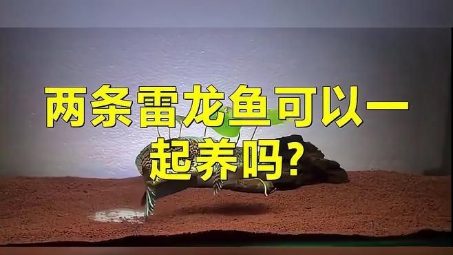 有哪些方法可以預防龍魚打架？【兩條龍魚怎么才能不打架】 有哪些方法可以預防龍魚打架？【兩條龍魚怎么才能不打架】 龍魚百科 第3張