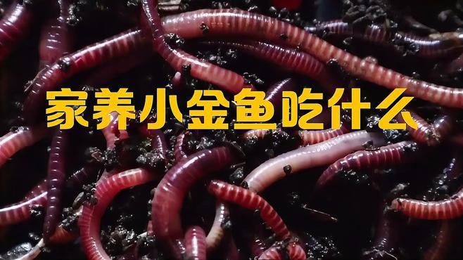 如何為金魚(yú)提供最佳營(yíng)養(yǎng)|如何為金魚(yú)提供最佳營(yíng)養(yǎng)這一關(guān)鍵問(wèn)題 如何為金魚(yú)提供最佳營(yíng)養(yǎng)|如何為金魚(yú)提供最佳營(yíng)養(yǎng)這一關(guān)鍵問(wèn)題 龍魚(yú)百科 第1張