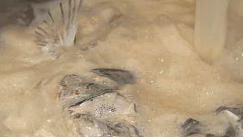 汝城龍魚店|廣州汝城龍魚店 全國水族館企業名錄 第1張 汝城龍魚店|廣州汝城龍魚店 汝城龍魚店|廣州汝城龍魚店 全國水族館企業名錄 第1張