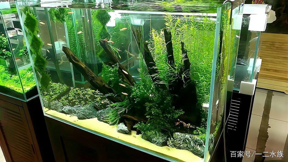 青龍水族店|成都青龍水族店耗資千萬打造“海底世界”宜春跨年又有新去處