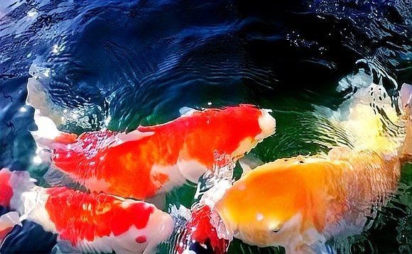 泉州魚缸維護【泉州魚缸維護全攻略,在海上絲綢之路起點】