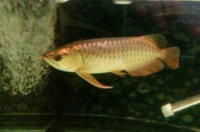龍魚掉眼有什么危害和好處：龍魚掉眼會對它們的健康和生活產生負面影響