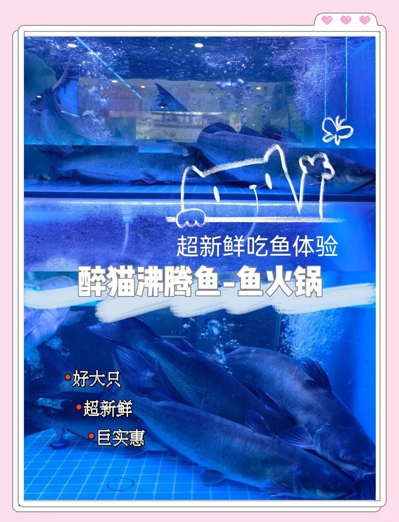 西夏龍魚店|關于西夏龍魚店的具體位置