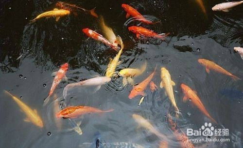 龍魚畫適合掛哪里，龍魚畫的掛放位置