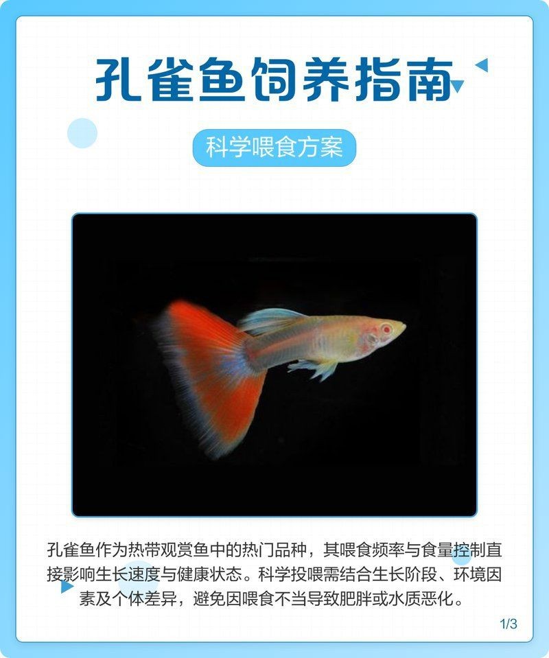 孔雀魚多久喂一次食？|關(guān)于孔雀魚的喂食頻率，通常建議每天投喂1至2次為宜