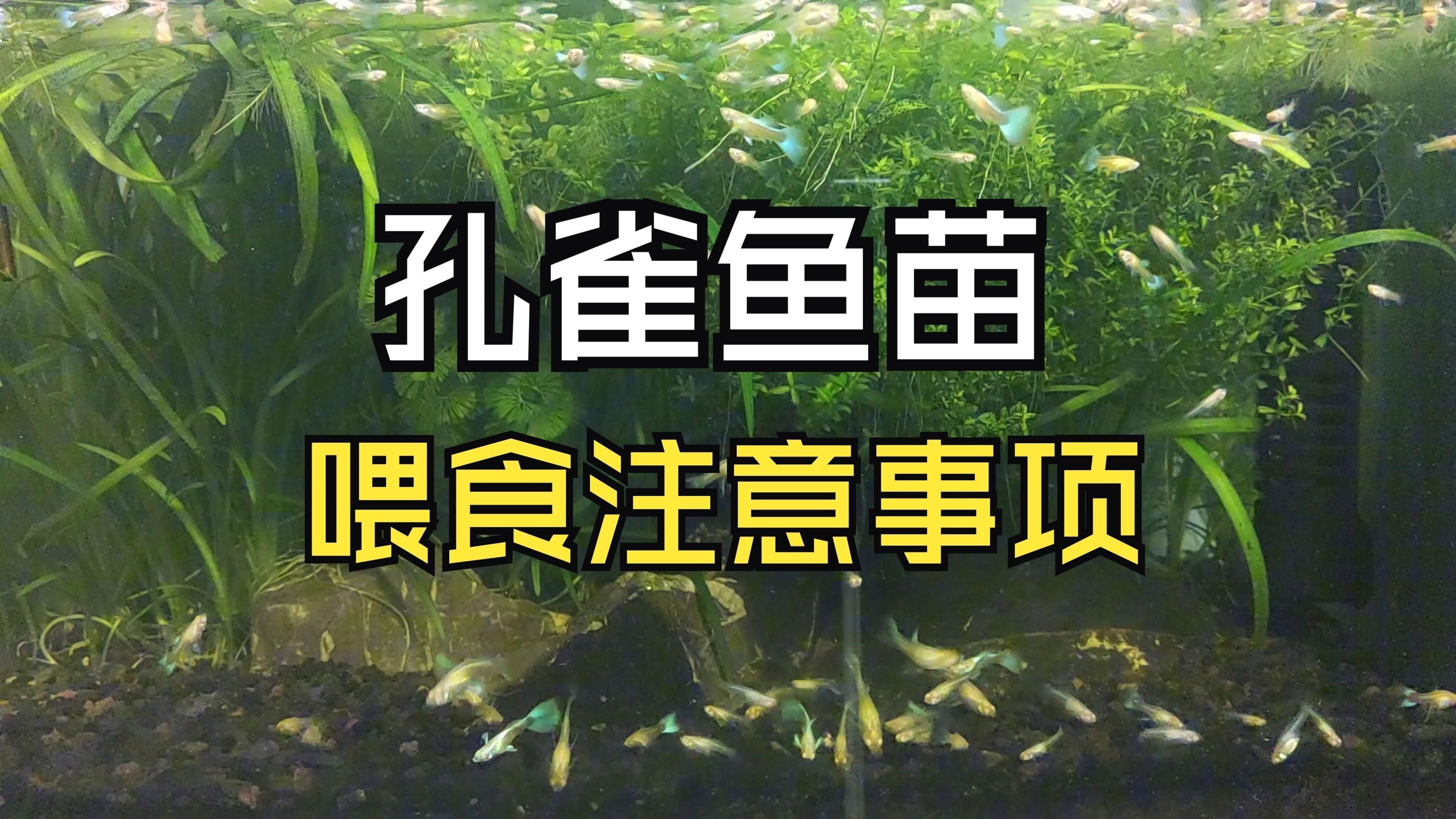 孔雀魚多久喂一次食？|關(guān)于孔雀魚的喂食頻率，通常建議每天投喂1至2次為宜