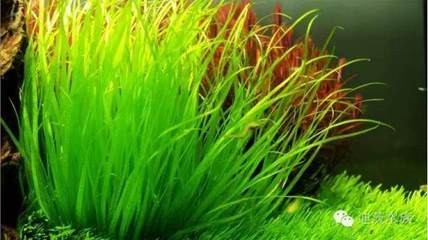 金龍魚怎么才能上色，金龍魚上色主要通過以下方法，金龍魚水質管理技巧