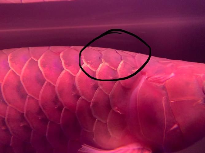 龍魚鱗片發黑圖片|《龍魚鱗片發黑圖片》 龍魚百科 第5張 龍魚鱗片發黑圖片|《龍魚鱗片發黑圖片》 龍魚鱗片發黑圖片|《龍魚鱗片發黑圖片》 龍魚百科 第5張