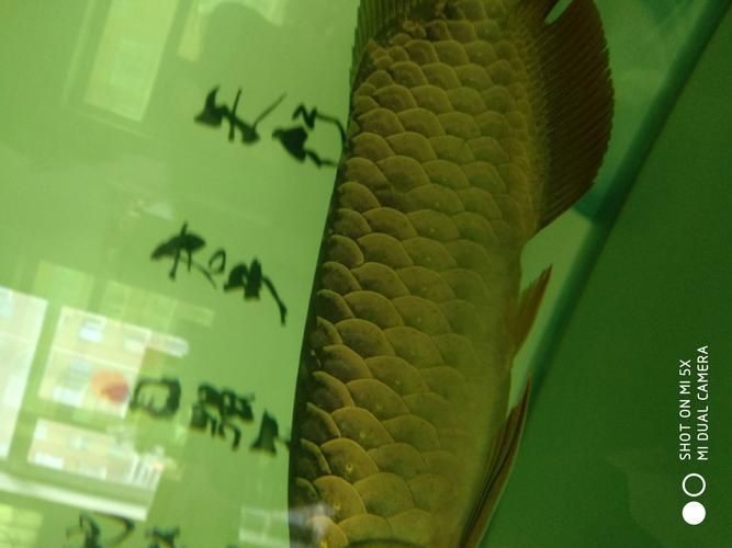 龍魚鱗片發黑圖片|《龍魚鱗片發黑圖片》 龍魚百科 第9張 龍魚鱗片發黑圖片|《龍魚鱗片發黑圖片》 龍魚鱗片發黑圖片|《龍魚鱗片發黑圖片》 龍魚百科 第9張