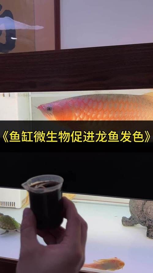 龍魚鱗片發黑圖片|《龍魚鱗片發黑圖片》 龍魚百科 第10張 龍魚鱗片發黑圖片|《龍魚鱗片發黑圖片》 龍魚鱗片發黑圖片|《龍魚鱗片發黑圖片》 龍魚百科 第10張