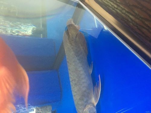 龍魚鱗片發黑圖片|《龍魚鱗片發黑圖片》 龍魚百科 第14張 龍魚鱗片發黑圖片|《龍魚鱗片發黑圖片》 龍魚鱗片發黑圖片|《龍魚鱗片發黑圖片》 龍魚百科 第14張