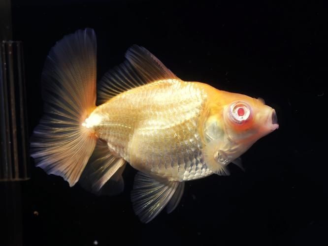 金魚比賽獲獎魚圖片|2025福魚大賽之金魚大賽頒獎