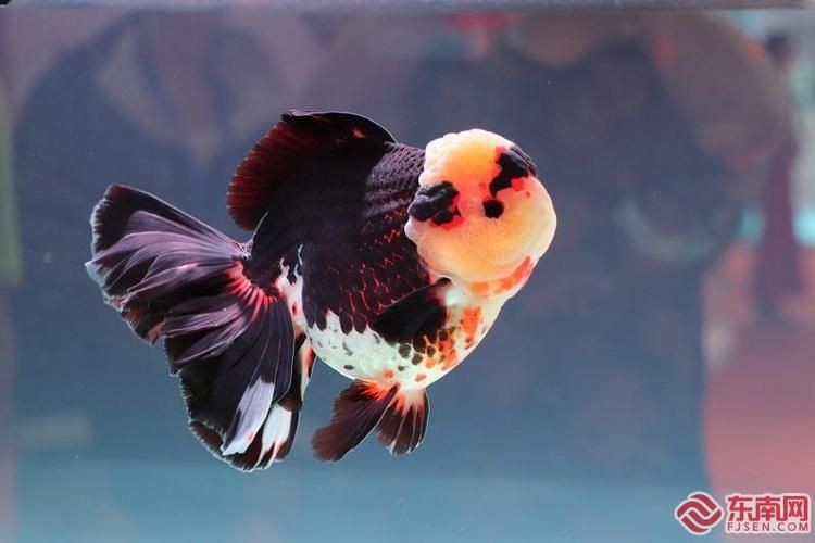 金魚比賽獲獎魚圖片|2025福魚大賽之金魚大賽頒獎