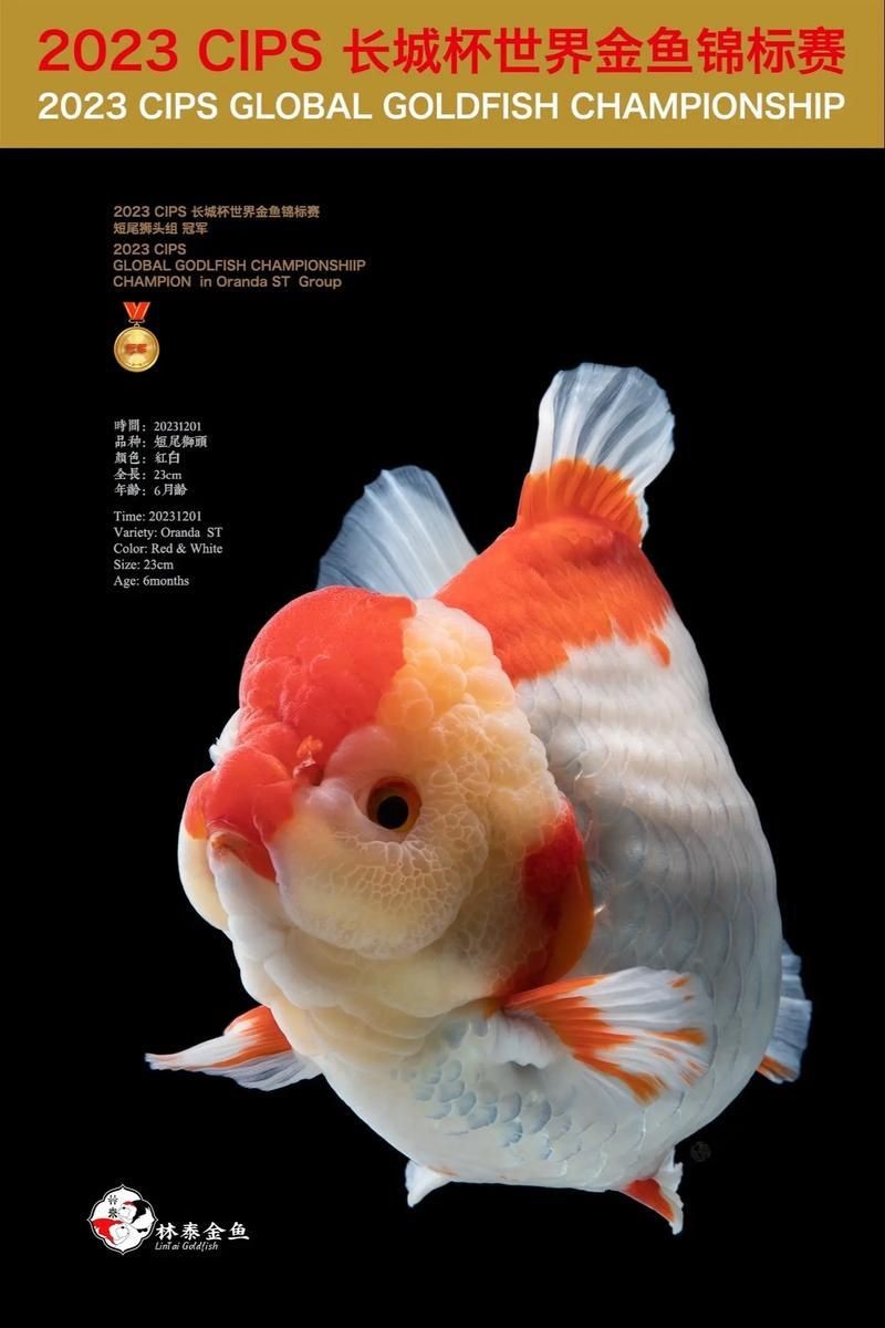 金魚比賽獲獎魚圖片|2025福魚大賽之金魚大賽頒獎