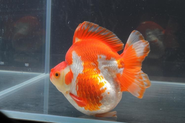 金魚比賽獲獎魚圖片|2025福魚大賽之金魚大賽頒獎