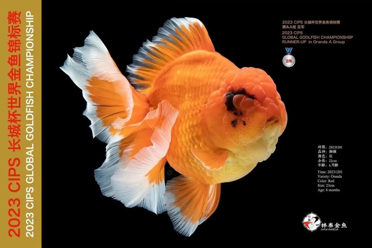 金魚比賽獲獎魚圖片|2025福魚大賽之金魚大賽頒獎