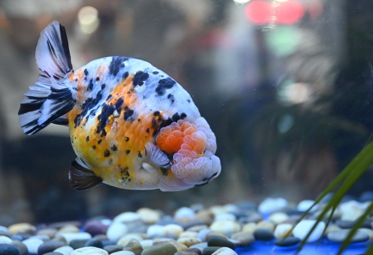 金魚比賽獲獎魚圖片|2025福魚大賽之金魚大賽頒獎