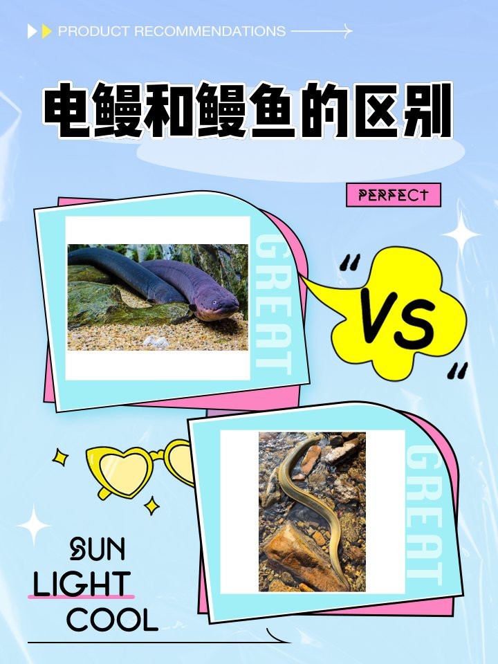 電鰻和鰻魚(yú)的區(qū)別|電鰻與電鰻的區(qū)別 電鰻和鰻魚(yú)的區(qū)別|電鰻與電鰻的區(qū)別 龍魚(yú)論壇 第2張