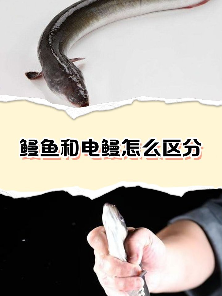 電鰻和鰻魚(yú)的區(qū)別|電鰻與電鰻的區(qū)別 電鰻和鰻魚(yú)的區(qū)別|電鰻與電鰻的區(qū)別 龍魚(yú)論壇 第4張