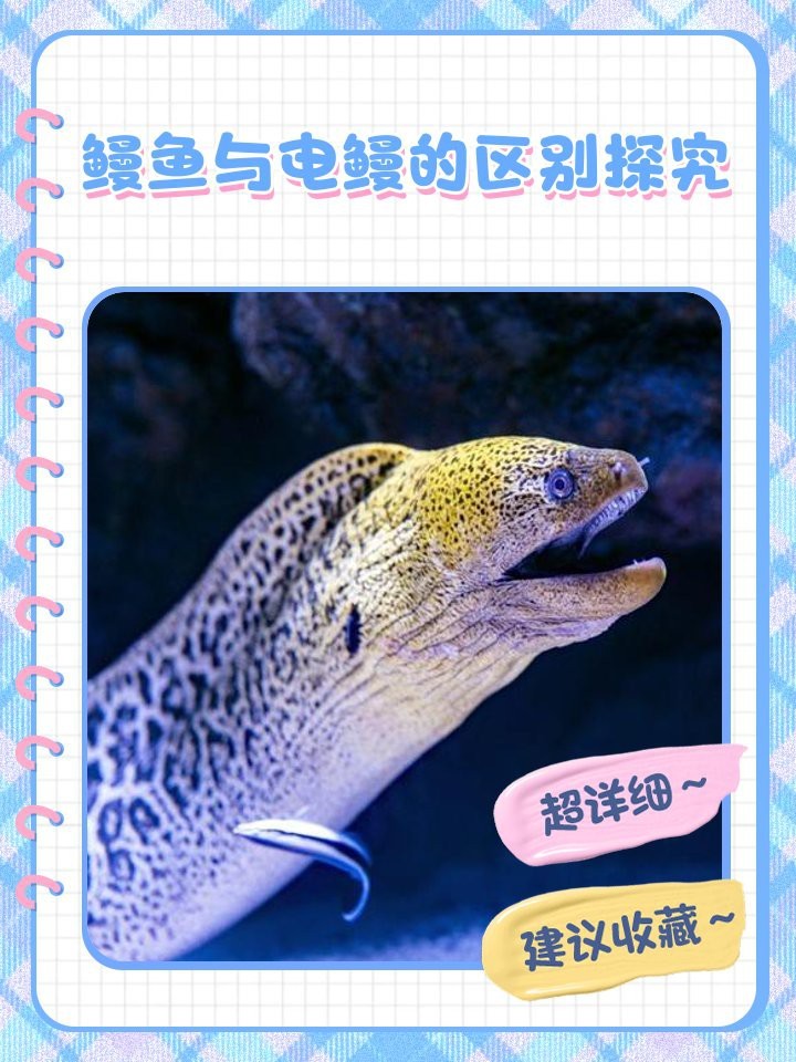 電鰻和鰻魚(yú)的區(qū)別|電鰻與電鰻的區(qū)別 電鰻和鰻魚(yú)的區(qū)別|電鰻與電鰻的區(qū)別 龍魚(yú)論壇 第6張