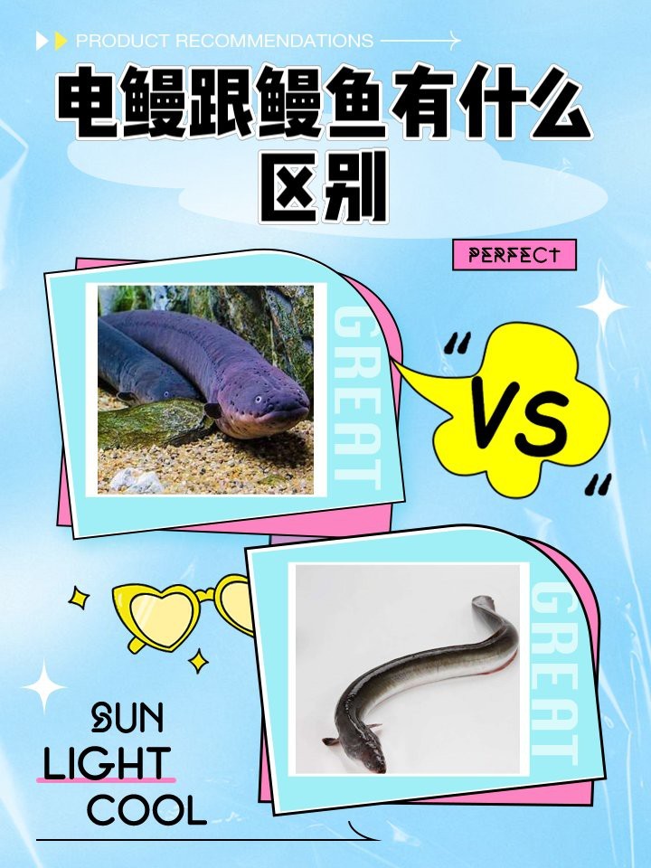 電鰻和鰻魚(yú)的區(qū)別|電鰻與電鰻的區(qū)別 電鰻和鰻魚(yú)的區(qū)別|電鰻與電鰻的區(qū)別 龍魚(yú)論壇 第5張