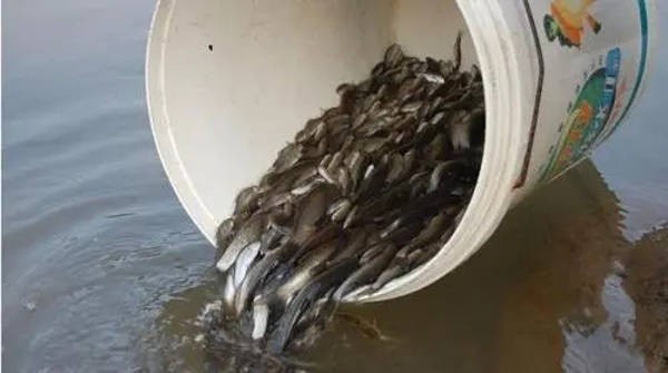 貴陽做魚缸造景的店（貴陽做魚缸造景的店在哪里）