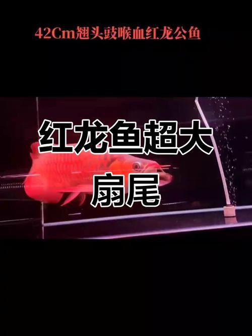 能否提供更多關于紅龍鱗框的圖解？|“紅龍鱗框”詳細圖解，小白也能一眼區分紅龍魚及其品種