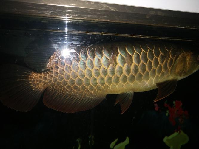 過背點金龍魚圖片|水中勞斯萊斯過背金龍魚號稱水中勞斯萊斯有何神奇之處 過背點金龍魚圖片|水中勞斯萊斯過背金龍魚號稱水中勞斯萊斯有何神奇之處 龍魚論壇 第17張