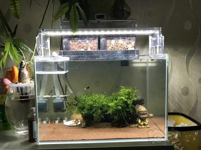龍魚吃海蝦：龍魚可以喂食海蝦嗎