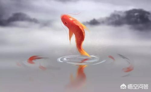 鯉魚化龍的七個階段|《角鯉魚化龍的將整條魚骨》
