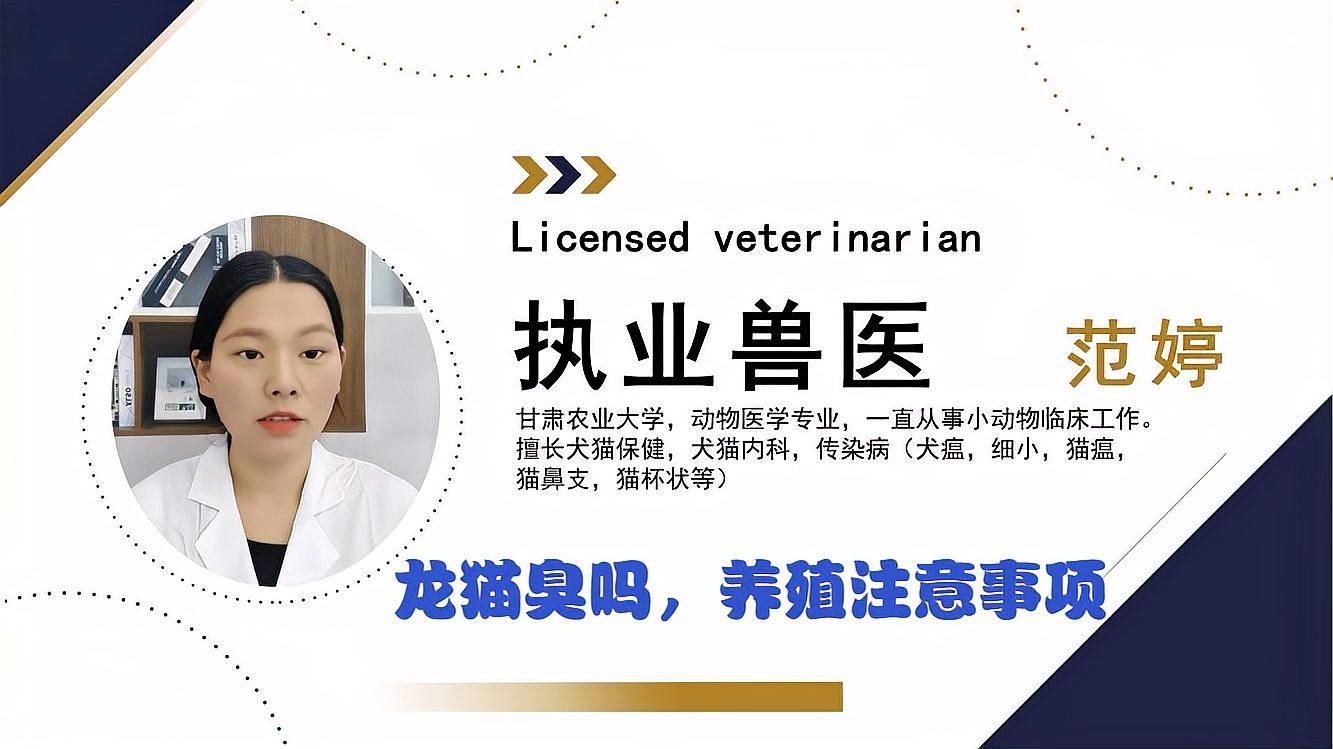 龍貓好養嗎臭不臭|關于龍貓的一些問題