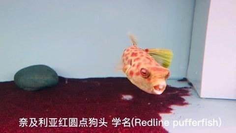 奈及利亞紅圓點狗頭|嗶哩嗶哩奈及利亞紅圓點狗頭魚:曾經的“勞斯萊斯”現在也能買得起 奈及利亞紅圓點狗頭|嗶哩嗶哩奈及利亞紅圓點狗頭魚:曾經的“勞斯萊斯”現在也能買得起 龍魚百科 第1張