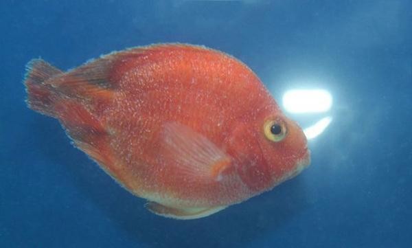 龍魚用藍白燈還是三基色燈好看些呢：龍魚之燈，藍白與三基色，誰為水族之美添彩？