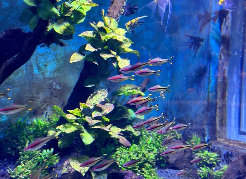 鄱陽水族店|鄱陽縣本地水族店哪家口碑最好