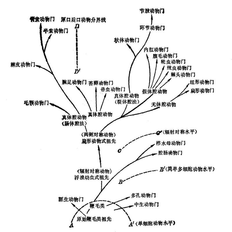 動物界十二門|「動物界全系列」 動物界十二門|「動物界全系列」 龍魚論壇 第1張