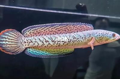 魚缸養幾條魚密度最好看（魚缸養魚密度多大合適） 魚缸養幾條魚密度最好看（魚缸養魚密度多大合適） 龍魚百科 第2張