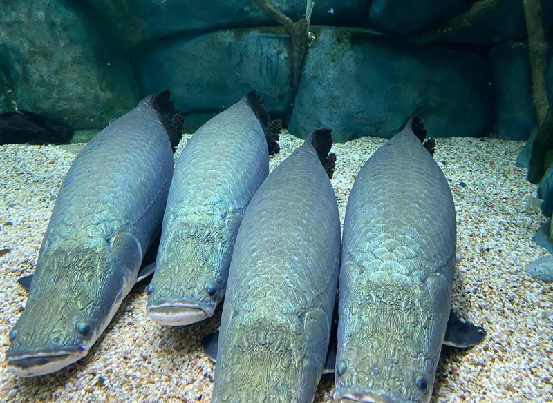 愛養魚的龍龍巨骨舌魚|《愛養魚的龍龍巨骨舌魚》