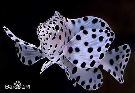 魚是代表什么生肖|\