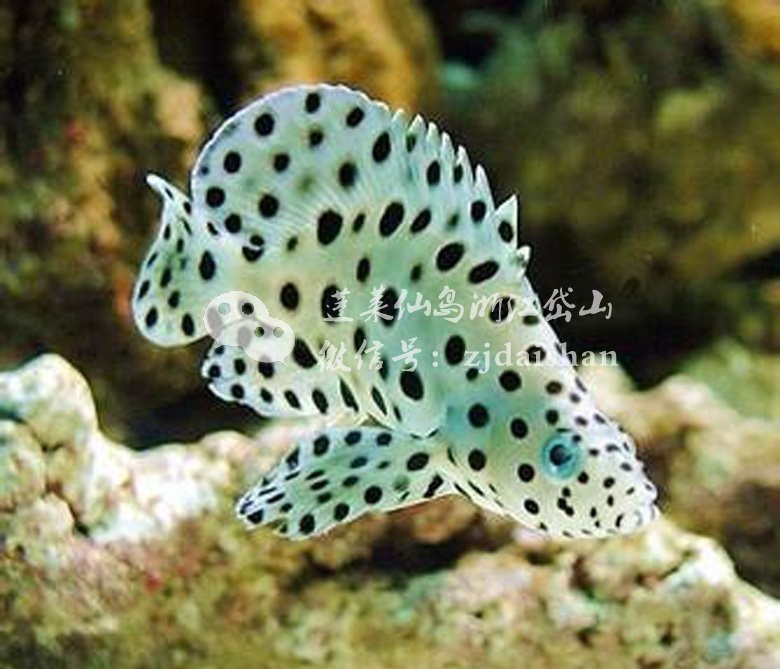 魚是代表什么生肖|\