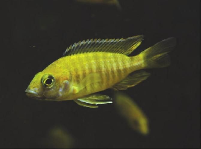 皇帝魚圖片|“皇帝魚圖片”是一段關于“皇帝魚圖片”的摘要：