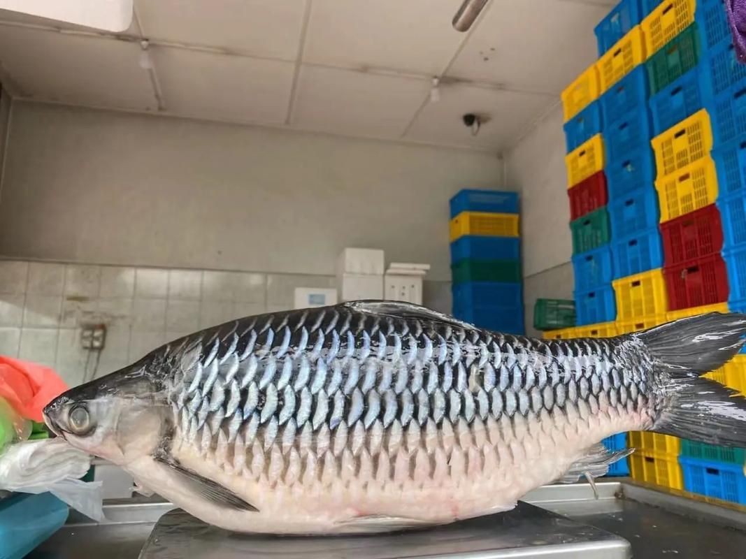 皇帝魚圖片|“皇帝魚圖片”是一段關于“皇帝魚圖片”的摘要：