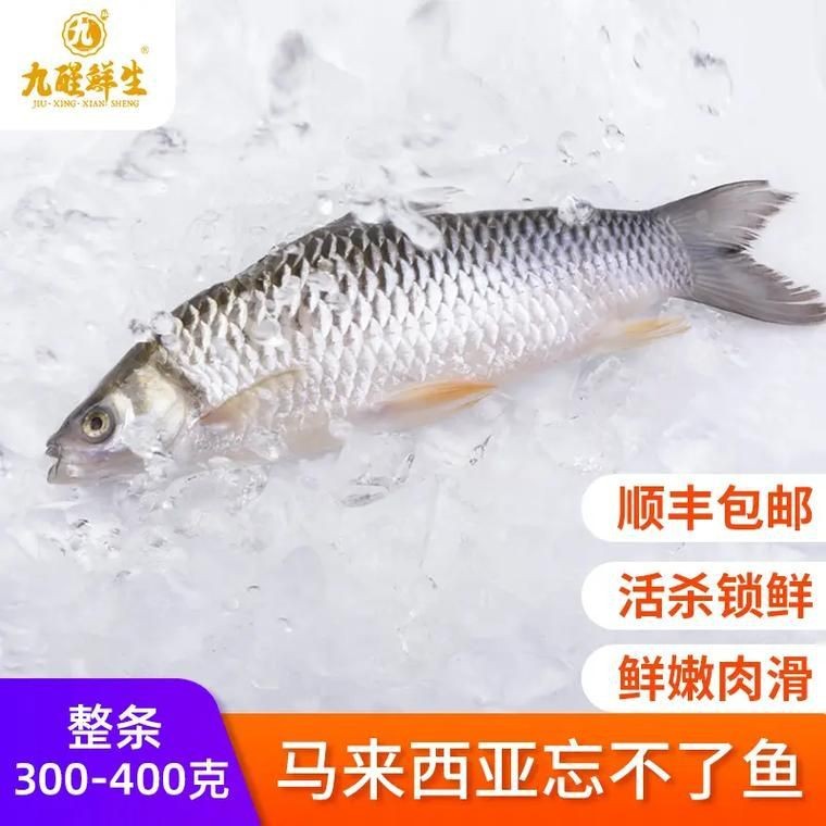 皇帝魚圖片|“皇帝魚圖片”是一段關于“皇帝魚圖片”的摘要：