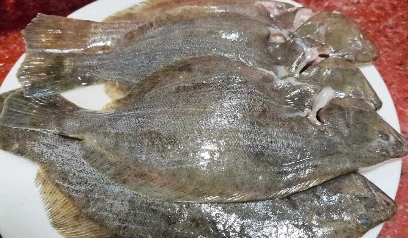 皇帝魚圖片|“皇帝魚圖片”是一段關于“皇帝魚圖片”的摘要：