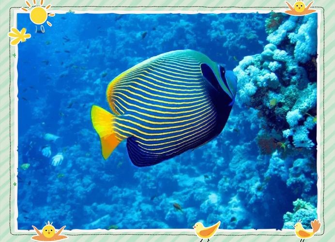 皇帝魚圖片|“皇帝魚圖片”是一段關于“皇帝魚圖片”的摘要：