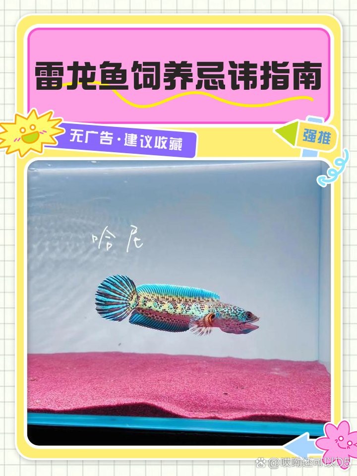雷龍魚最忌三種水|《雷龍魚最忌三種水》 雷龍魚最忌三種水|《雷龍魚最忌三種水》 龍魚論壇 第8張