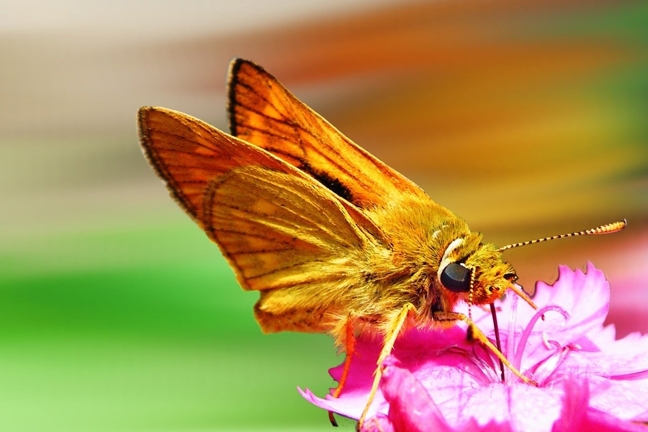 曼龍魚(yú)產(chǎn)卵要多長(zhǎng)時(shí)間|養(yǎng)殖曼龍魚(yú)的注意事項(xiàng) 水族問(wèn)答 第1張 曼龍魚(yú)產(chǎn)卵要多長(zhǎng)時(shí)間|養(yǎng)殖曼龍魚(yú)的注意事項(xiàng) 曼龍魚(yú)產(chǎn)卵要多長(zhǎng)時(shí)間|養(yǎng)殖曼龍魚(yú)的注意事項(xiàng) 水族問(wèn)答 第1張
